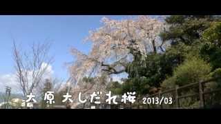 preview picture of video 'h546 Oohara Shidare Sakura 大原大しだれ桜 HD'