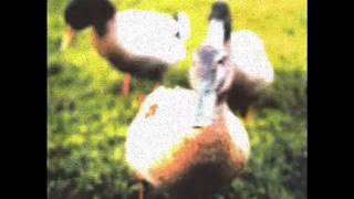 Tocotronic - Der schönste Tag in meinem Leben