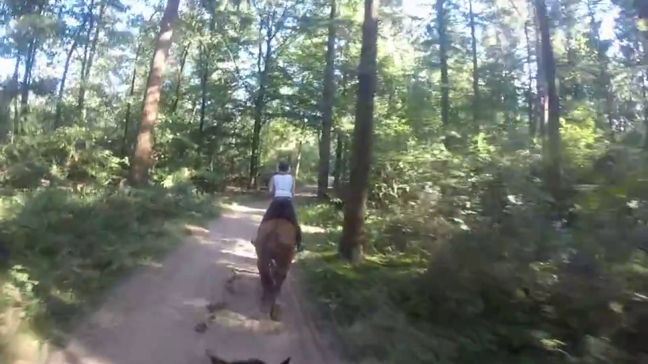 Bos pad, paard, galopje in Montferland