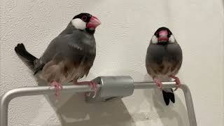 文鳥の入浴をのぞいてみた