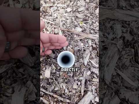 The Most Ingenious Way to Grow Trees!