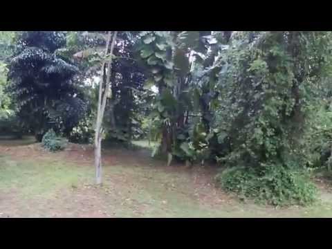 Damaged Roystonea regia (Cuban royal) palm