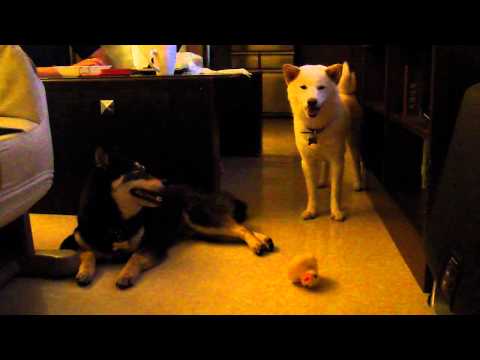 Woody ＆Mini 相處進展 （一）5/8 哀兵政策(原發表者:Woody麻)(影片)