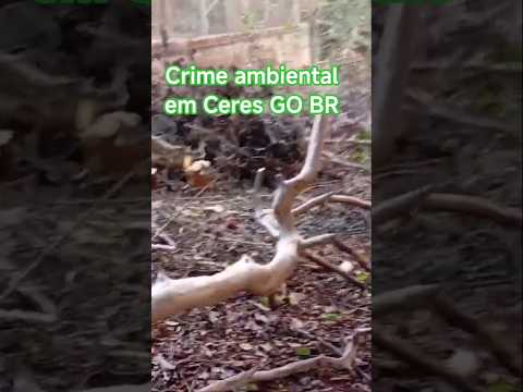 Crime ambiental em Ceres. Confira matéria completa clicando no link abaixo
