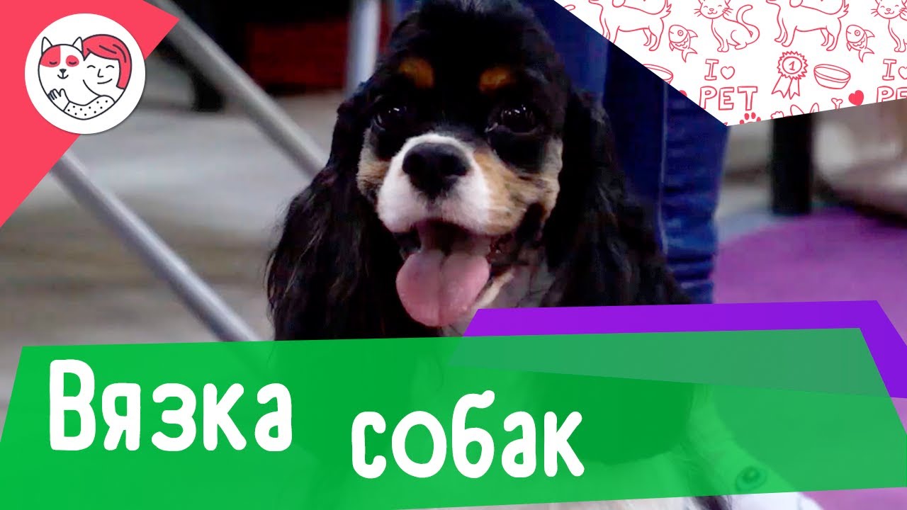 5 популярных вопросов про вязку у собак