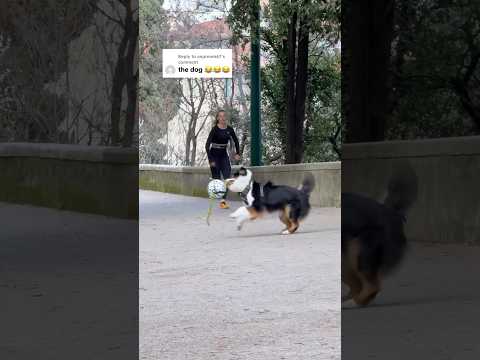 HE WAS READY TO PLAY 😂#running #dog #sprint #sports