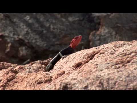 NAMIB  | Ein Film von Tom Franke 2014