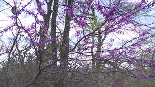 Explaining why allergies may be so bad in Texas