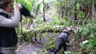 New Zealand bush: family walk on a rainy winter day