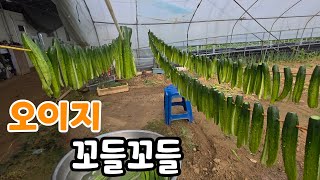 먹어도 먹어도 안질리는 꼬들꼬들한 오이지 맛!