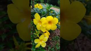 Download lagu #Shorts penasaran nama bunga ini apa yah !? cantik, indah, cerah, bagus banget mp3 Download lagu #Shorts penasaran nama bunga ini apa yah !? cantik, indah, cerah, bagus banget mp3