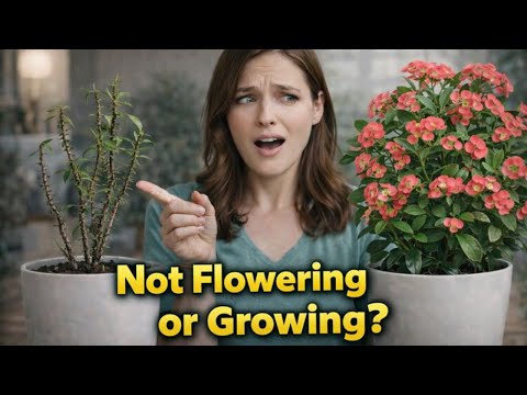 Crown of Thorns Isn't Flowering or Growing? 5 Secrets To Get a Euphorbia Milii to Bloom