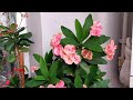 Crown of Thorns is not flowering or growing? 5 secrets to get a Crown of Thorns to Bloom