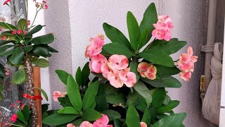 Crown of Thorns is not flowering or growing? 5 secrets to get a Crown of Thorns to Bloom