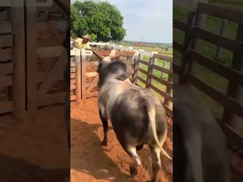 vida no sertão #vaquejada #sertão #vidanocampo #vaqueiro #nordeste #sitiodoquinto #pecuaria #bahia