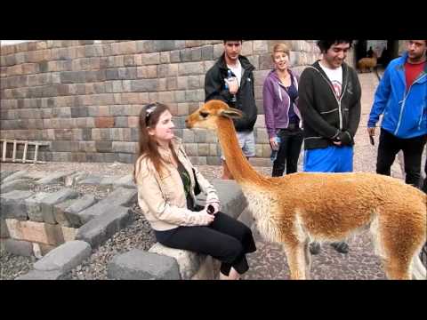 Vicuña spits at a kiwi