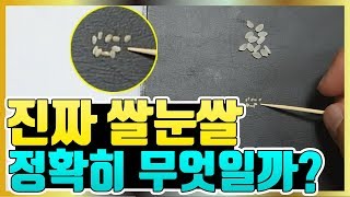 쌀눈쌀 진짜일까?