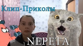 КЛИП-ПРИКОЛЫ NEPETA СТРАШИЛКИ