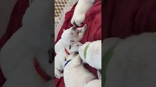 White Shepherd Puppies Videos