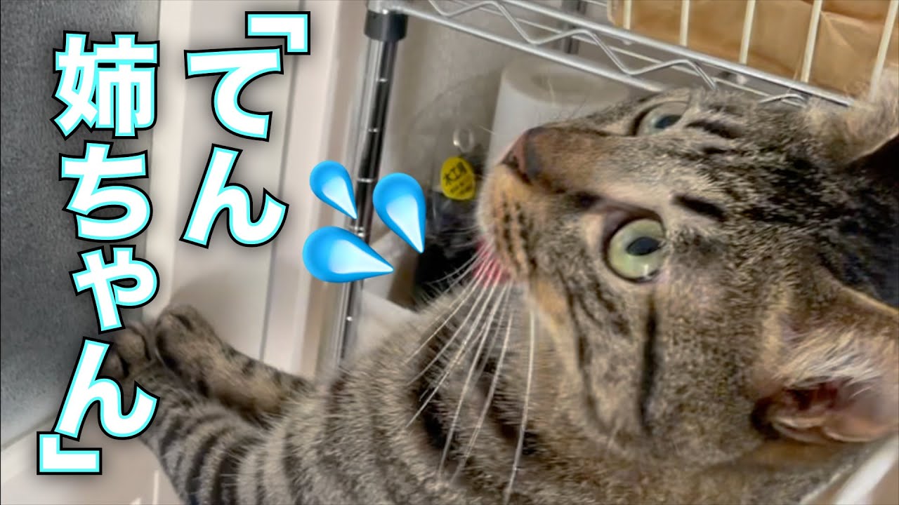 お風呂に入れられているてんちゃんを心配するふくちゃんが可愛すぎて・・・