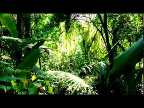 Puerto Rico +++ The relaxing rainforest sound of EL YUNQUE +++ 8 minutes in HD +++