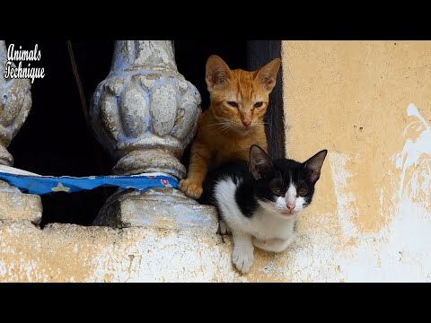 Sweet couple orange cat and black mix white cat