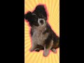 Ember Gets An At Home Haircut Dog Cute