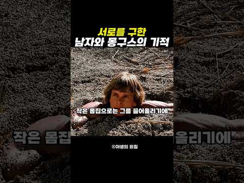 서로를 구한 남자와 몽구스의 기적