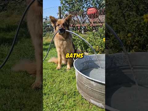 This Dog's Dream Finally Came True 😭