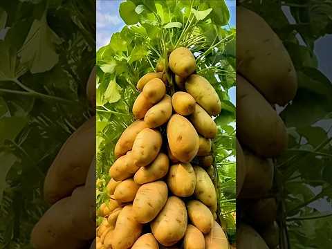 🥔 How to Grow Potatoes at Home: Easy Tips! 🌱 #shorts