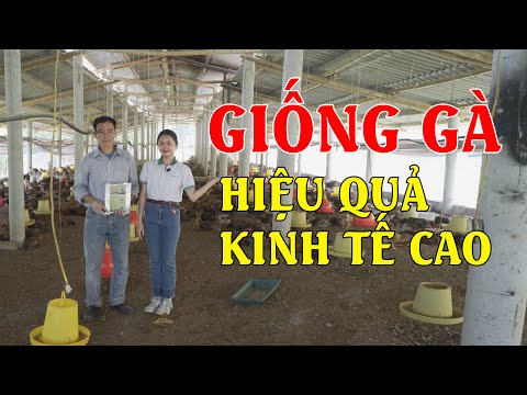 , title : 'Giống Gà Lai Hồ: Thịt Ngon, Ít Bệnh, 90 Ngày Được Xuất | Trang Trại 8000 Gà Lai Hồ tại Tuyên Quang'