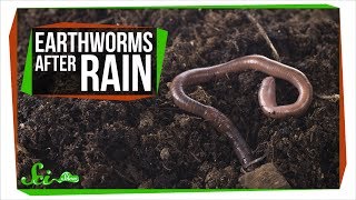 Download lagu Why Do Earthworms Come Out After It Rains? mp3
