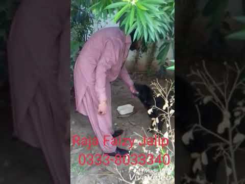 RAJA FAIZY JALIP ka new lebra dog 03338033340