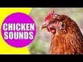 CHICKEN SOUNDS for Kids - Learn Clucking Sound Effects of Chickens and Hens