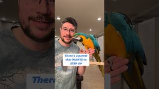 Does this parrot want to step up? What to do if bird doesnt step up