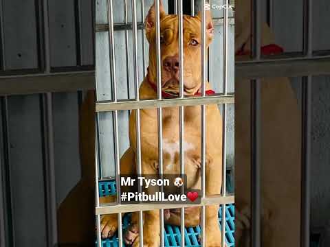 Aggressive Pitbull #rednose #shorts #pitbull #dog #viralshorts #viral #PitbullLove♥️