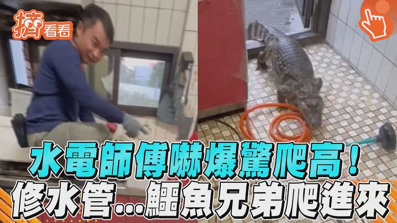 影音/水電師傅嚇爆驚爬高! 修水管...鱷魚兄弟爬進來