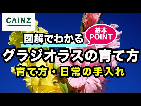 グラジオラス 植物