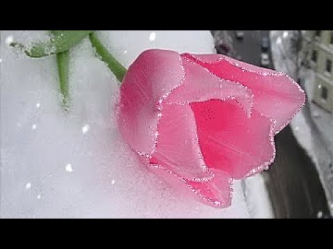 ОЩУЩЕНИЕ ВЕСНЫ))) ТЮЛЬПАНЫ НА СНЕГУ!!!