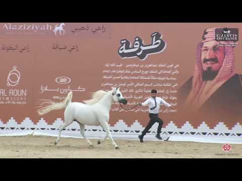 N.275 WORTEX KALLISTE - The Turfah Arabian Horse Show 2023 - Stallions 7-9 Years Old (Class 11)