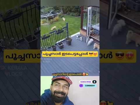 പൂച്ചസാർ വേണ്ടിവന്നു 😎😼