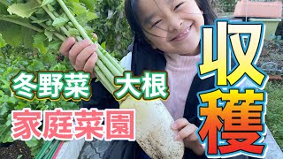 【家庭菜園】冬の野菜　大根収穫するぞー！