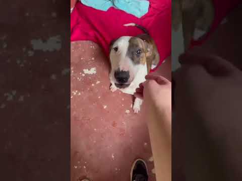 Vídeo de Joey