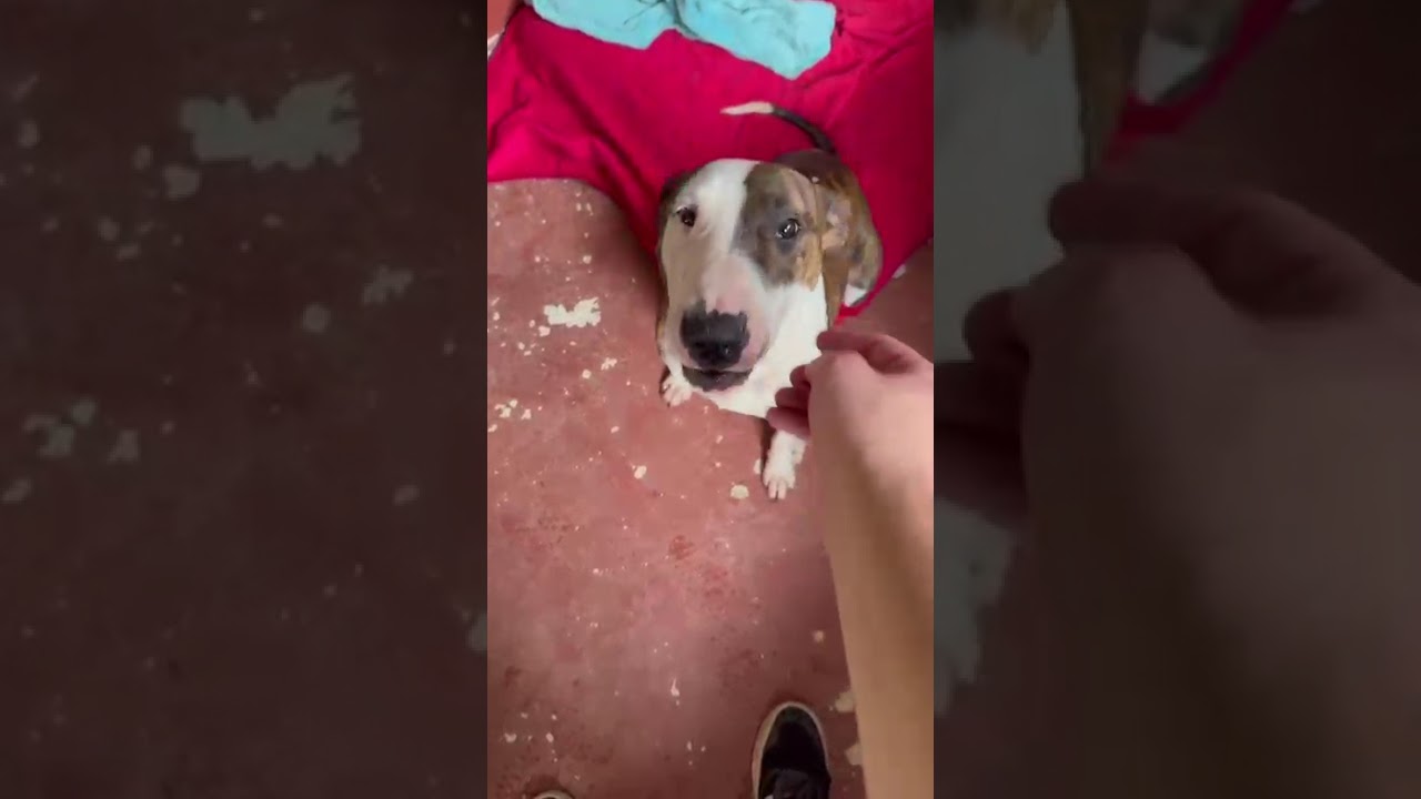 Cachorro raça Bull Terrier idade 3 anos nome Joey