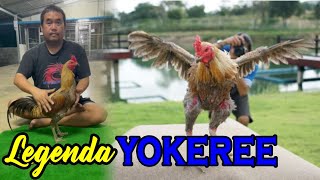 Download lagu Legenda Ayam Mangon Yokeree mp3 Download lagu Legenda Ayam Mangon Yokeree mp3