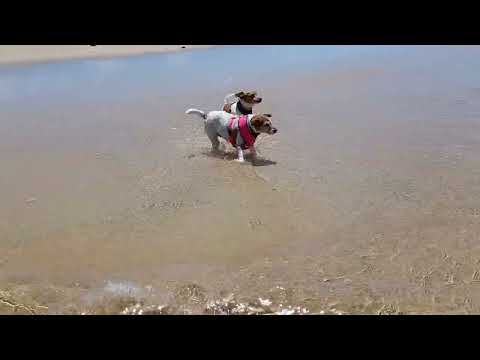 Jack Russell's, Pippa and Penny, beach babe's.
