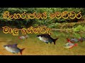 Sinharaja Forest Documentary