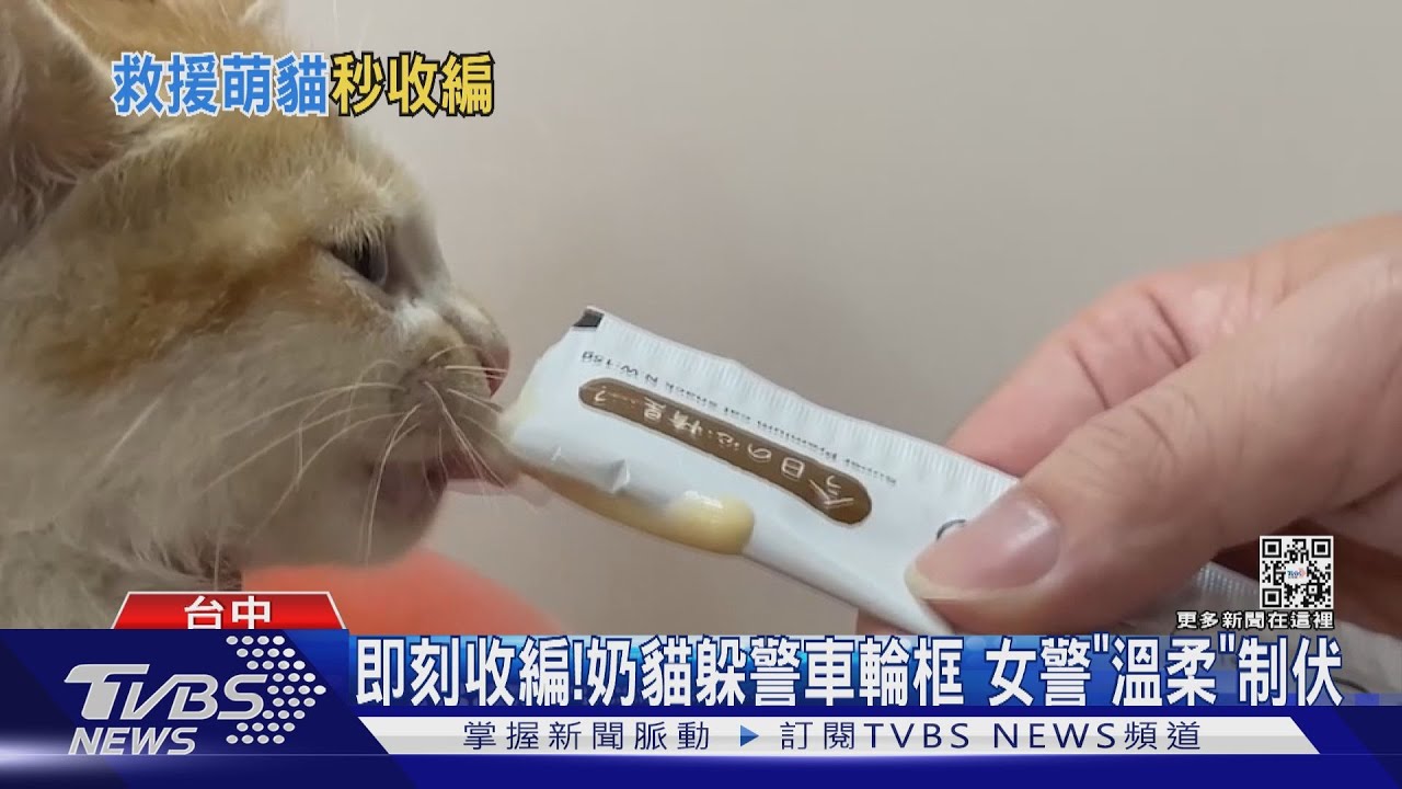 即刻收編! 奶貓躲警車輪框女警「溫柔」制伏