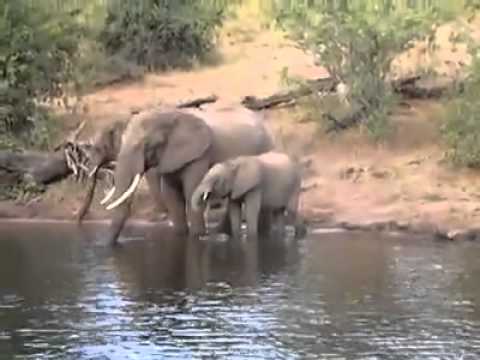 Jacaré ferra tromba de elefante e...