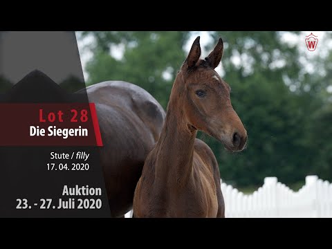 Westfälische Online Auktion 23. - 27. Juli: Lot 28 Die Siegerin Stute v. Deville - Novelo JMen